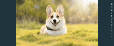 123 Photos: View, Edit & Convert”. Det er samme app, som tidligere blev markedsført som 123 Photo Viewer.