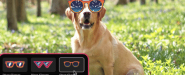 Hund med solbriller redigeret i Movavi Video Editor til Mac ved brug af grafiske effekter og overlays