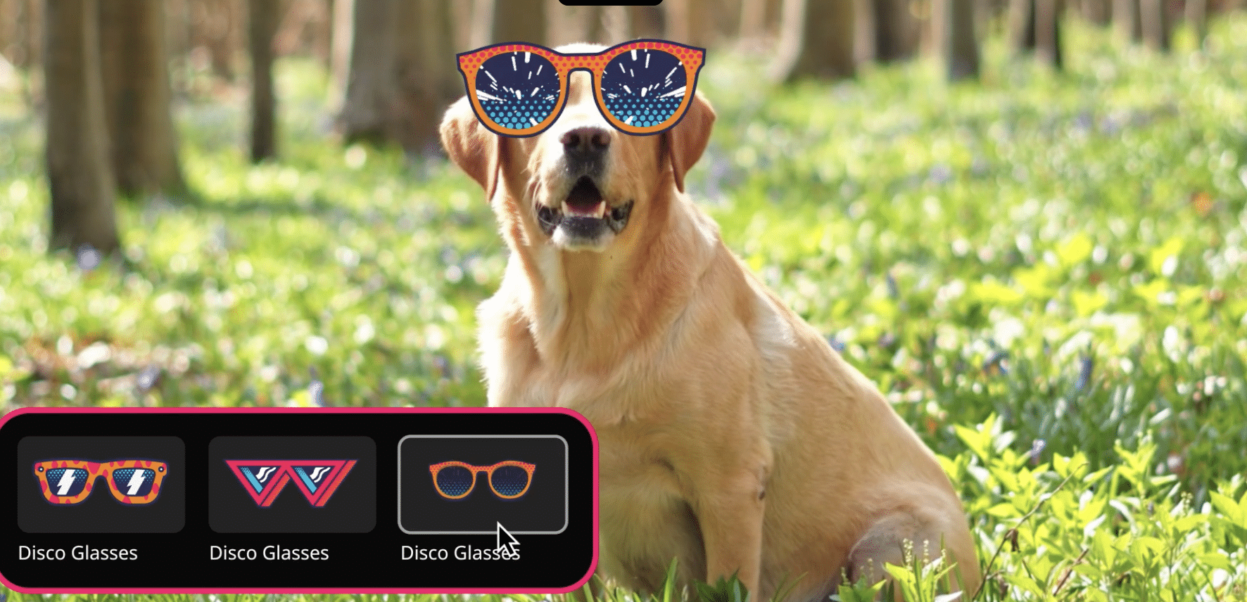 Dog with sunglasses edited in Movavi Video Editor for Mac using graphic effects and overlays