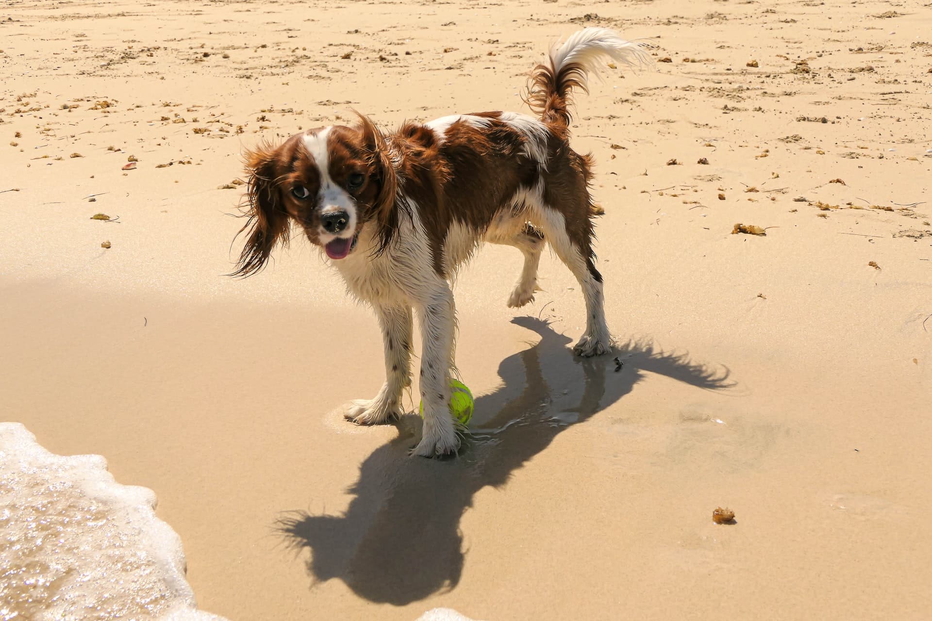 Hva du skal gjøre når du får hund for første gang – guide